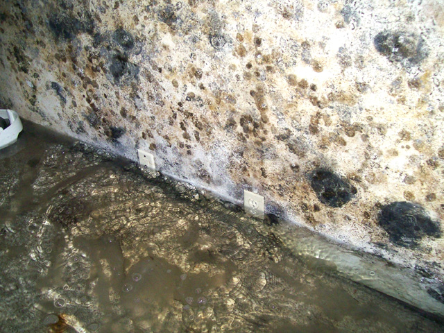 Mold On Wall