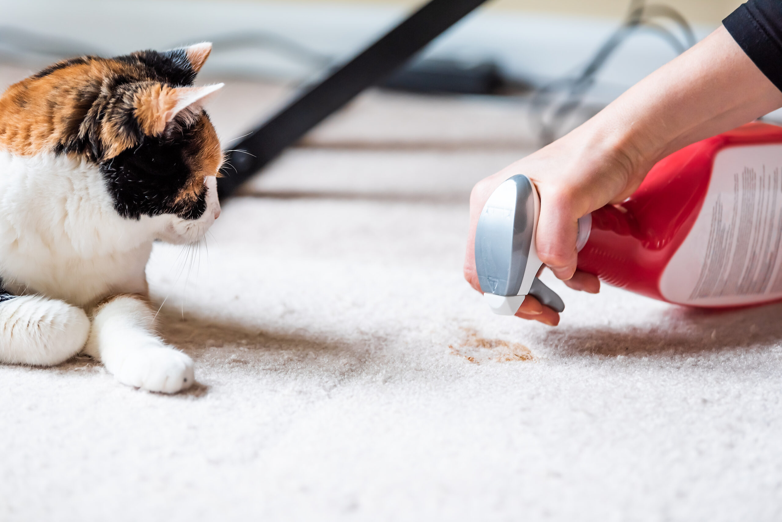 Best Ways to Clean Carpet - Peerless Cleaning & Restoration Services