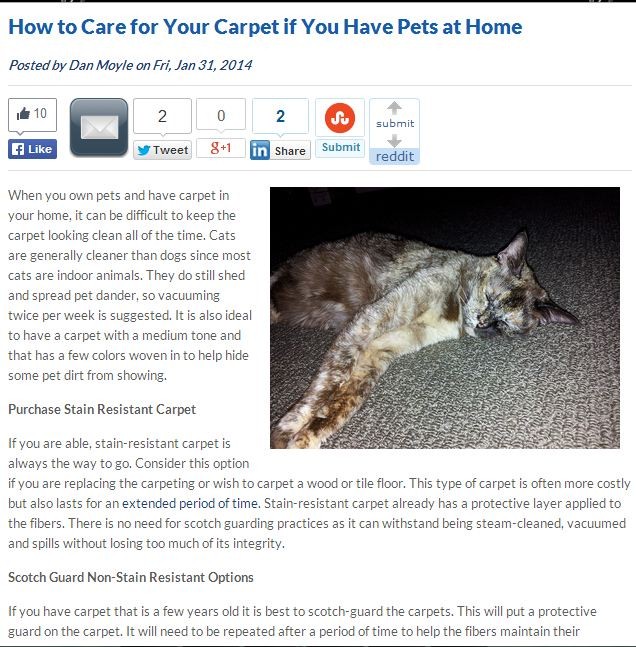 how to carte for your carpet if you have pets at home